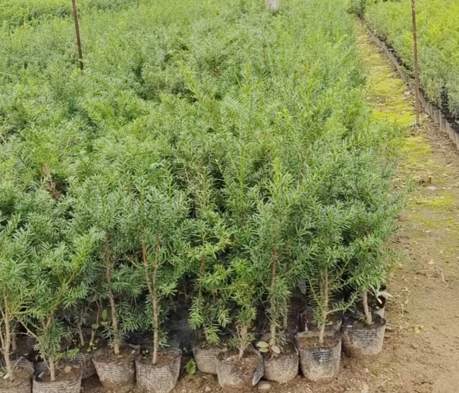 红豆杉苗哪里卖