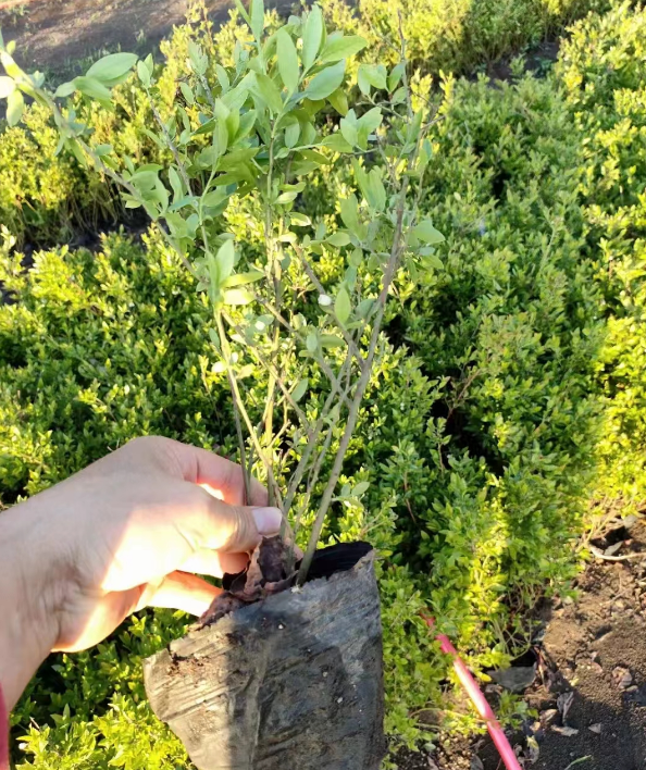 果树苗批发价格