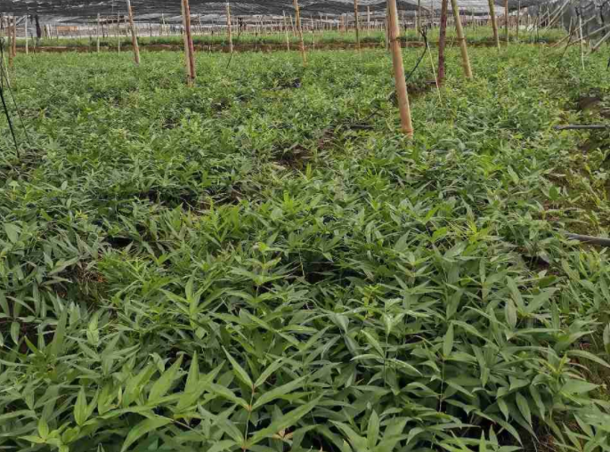 药材苗批发价格