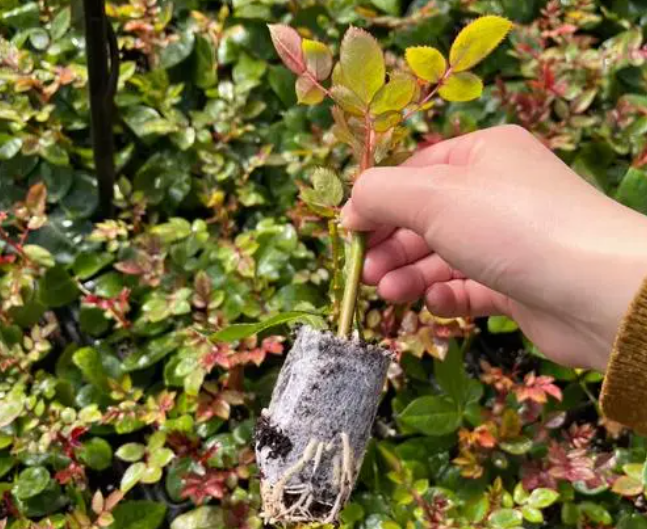 各种花苗批发