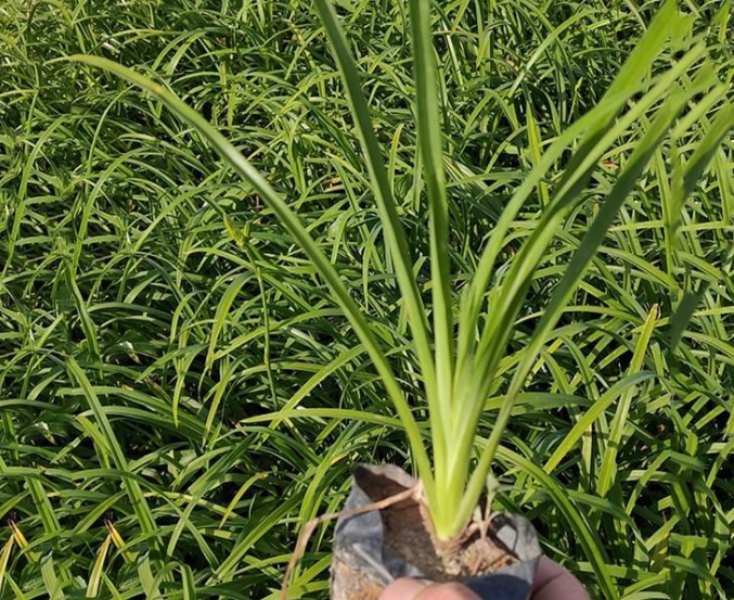 各种花苗批发电话
