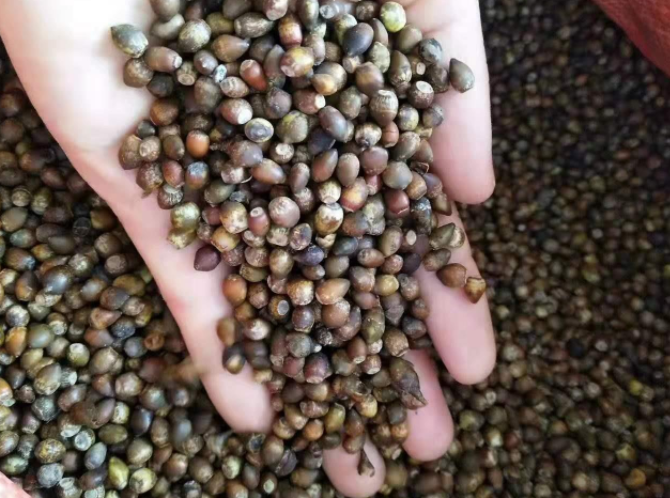 各种树种子供应电话
