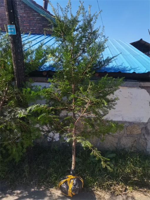 红豆杉苗木批发厂家