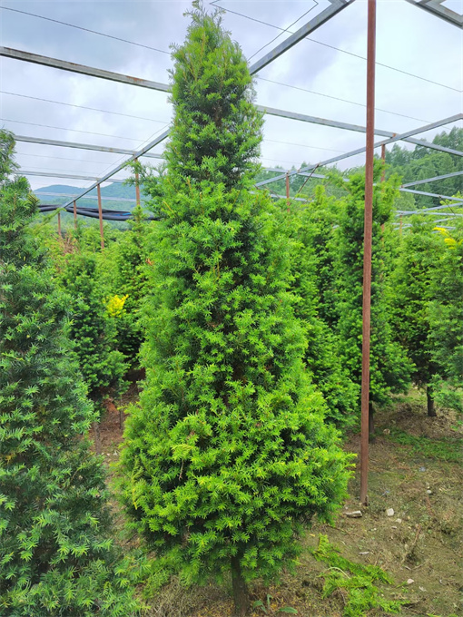 吉林红豆杉苗供应哪家好