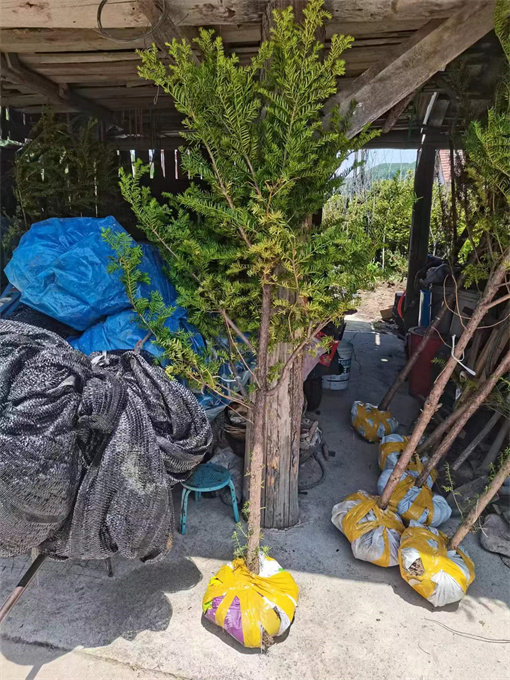 红豆杉苗供应联系方式