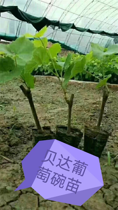 葡萄苗基地批发费用