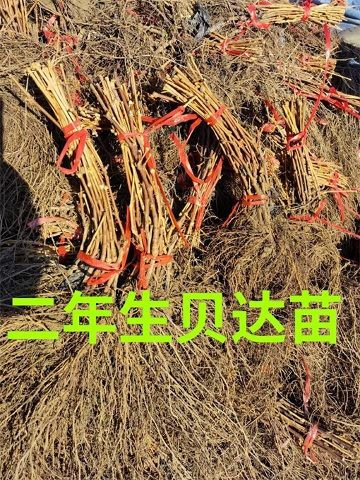 葡萄苗批发哪家好