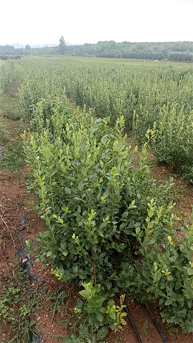 蓝莓苗基地供应价格