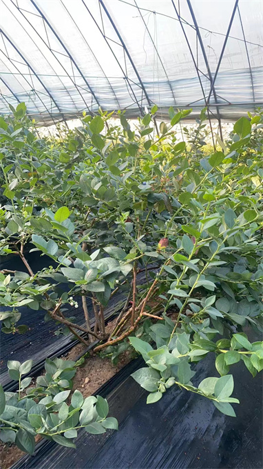 蓝莓苗基地批发价格