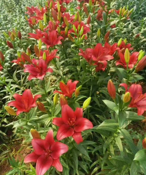 吉林各种花苗批发电话