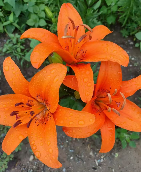各种花苗批发基地