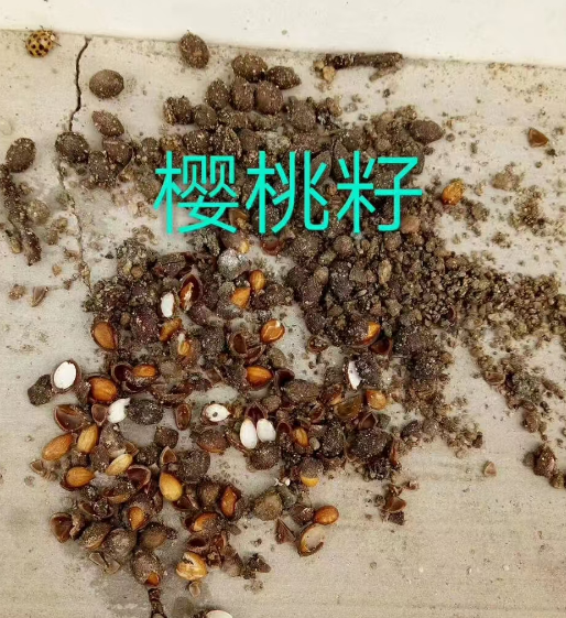 各种树种子供应基地