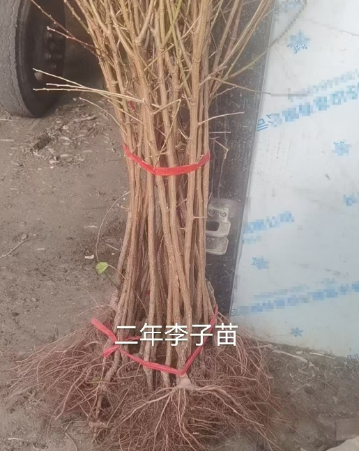 李子苗木订购基地
