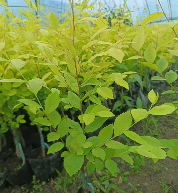吉林绿化树苗批发基地