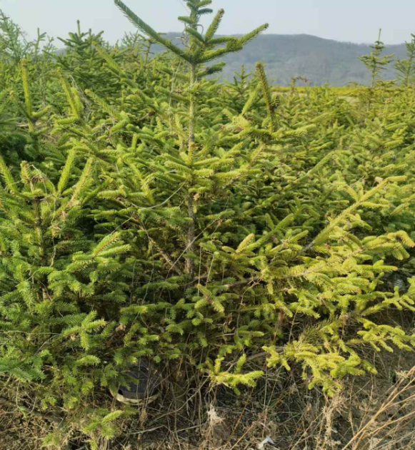 吉林绿化树苗批发基地电话