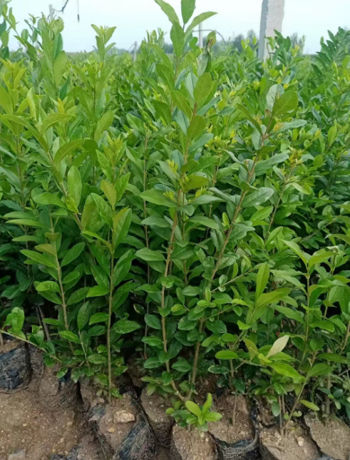 公主岭绿化树苗批发价格