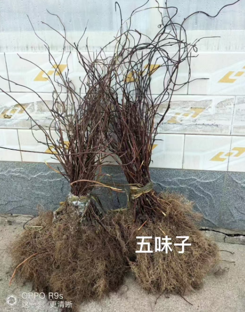 药材苗哪里有卖
