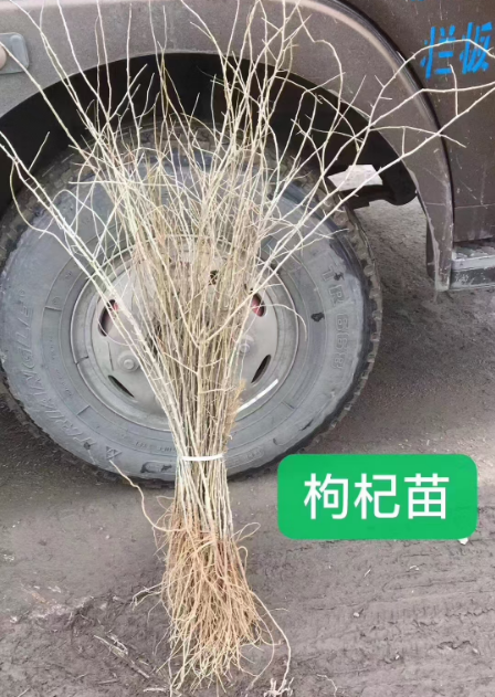 吉林药材苗哪里有卖