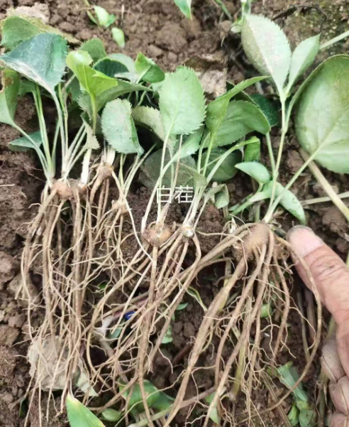 公主岭药材苗哪里有卖